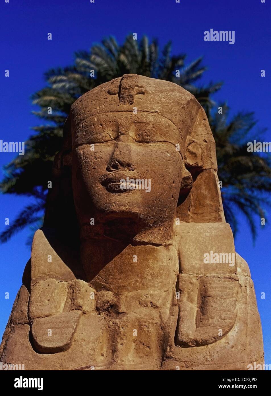 Un alone di fronde di palme incornicia il volto umano di una sfinge che sembra sognare attraverso i molti secoli da quando è stato collocato nel viale 3 km (1.5 mi) di Sphinxes, Parte del percorso processionale che collega il Tempio di Luxor con il Tempio di Karnak a Luxor, governatore di Luxor, Egitto. Il viale fu completato durante il regno del tardo periodo del 30esimo sovrano della dinastia, il faraone Nectanebo i, da circa 379 AC a 362 AC. Circa 1,350 sfingi di pietra erano usati per allineare il viale, ma molti sono stati rimossi e riutilizzati durante i periodi romano e medievale. Foto Stock