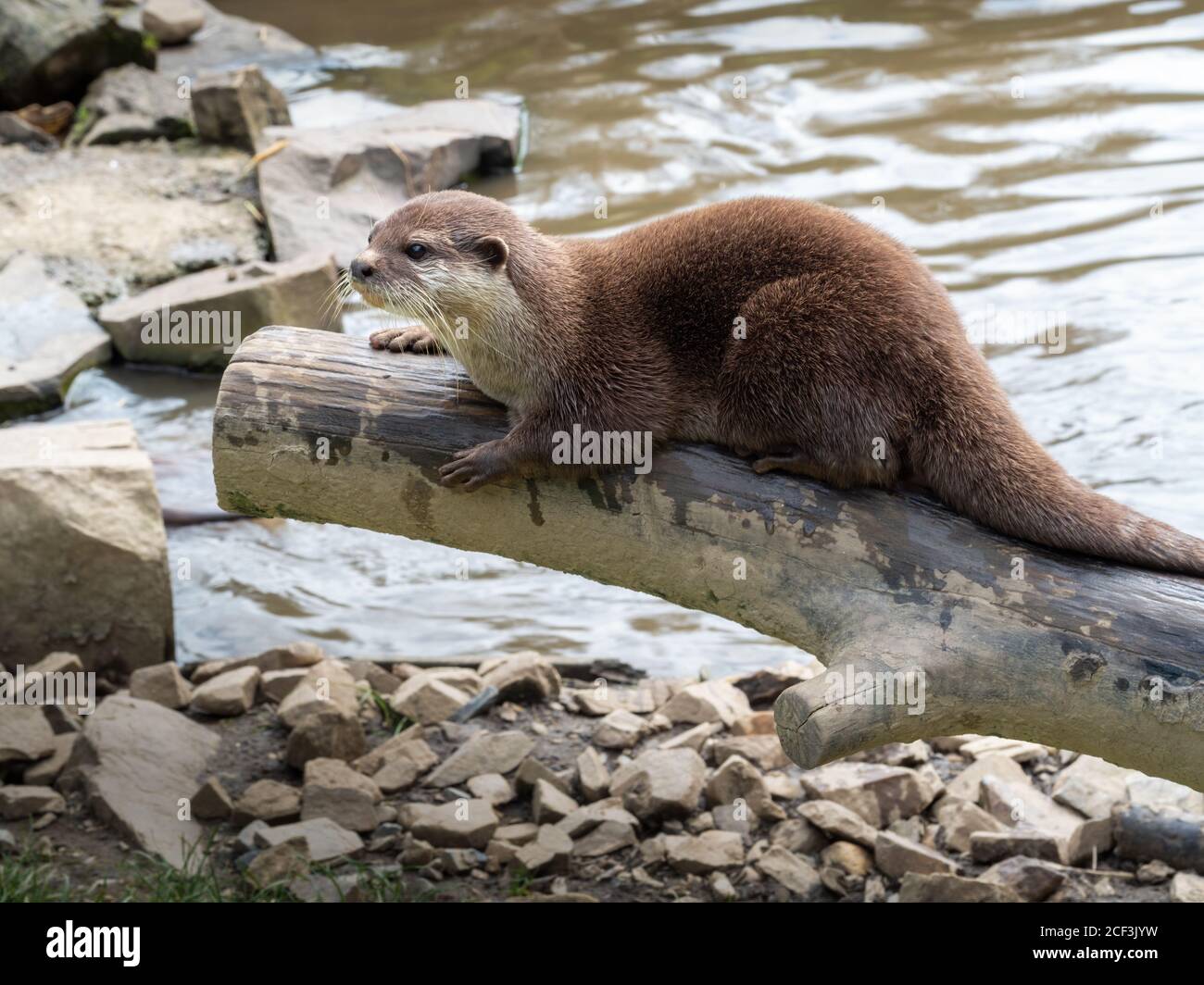 Aonyx Cinerea, un'agnello asiatica a corto-clawed, sul ceppo dall'acqua. Foto Stock