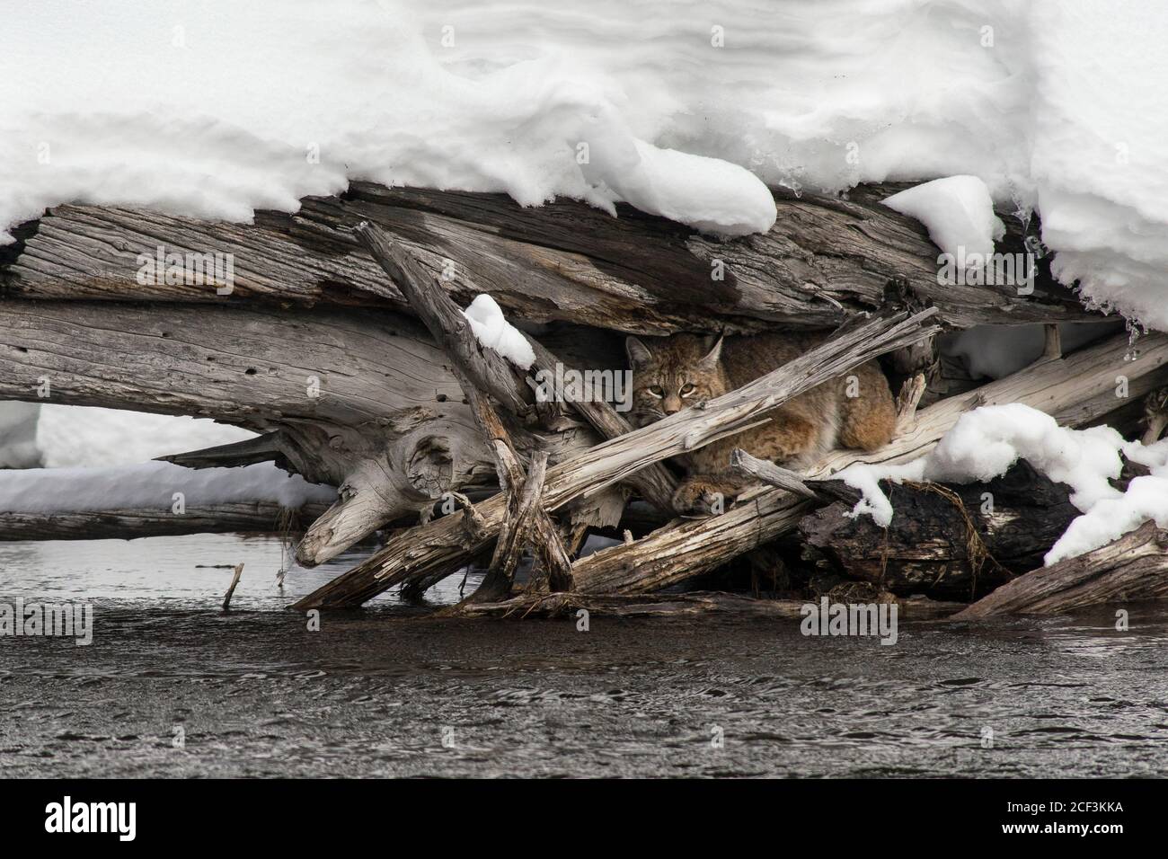 Bobcat in logjam Foto Stock