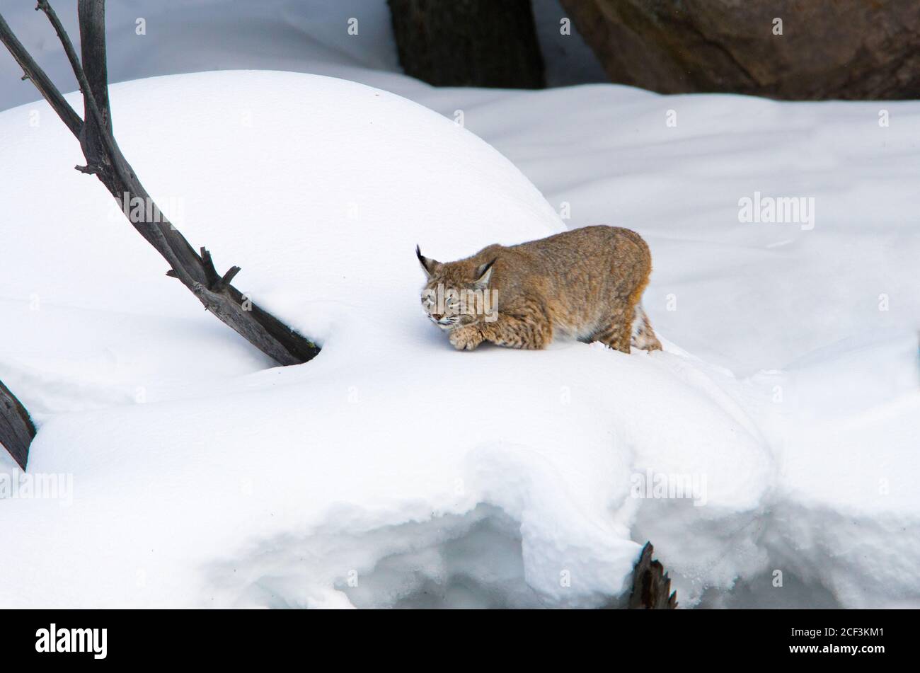 Bobcat sulla neve Foto Stock