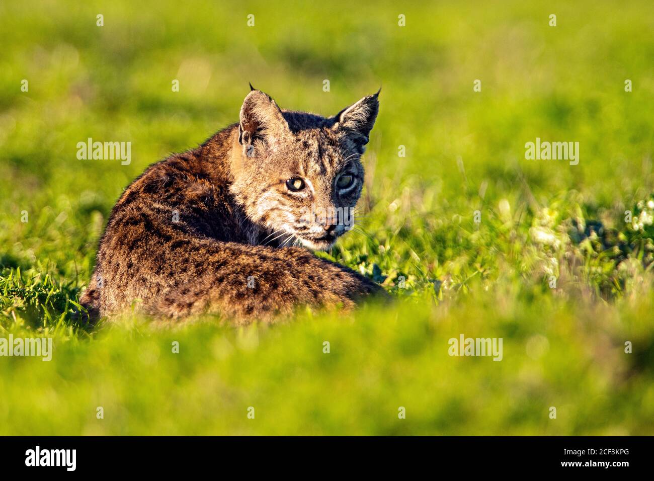 Bobcat che posa in erba Foto Stock