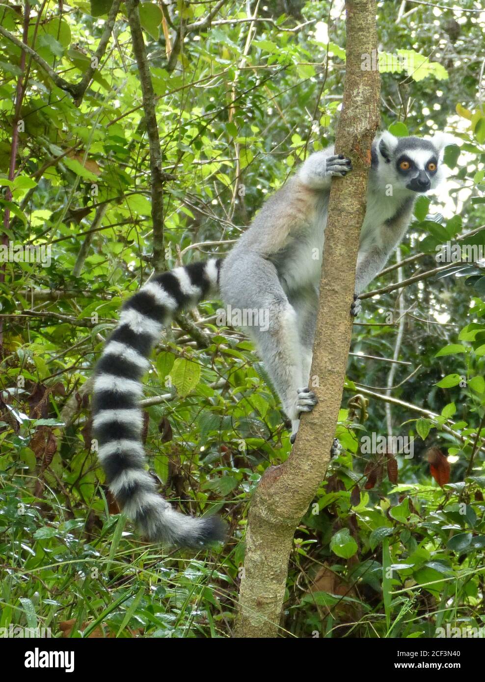 Catta di lemur. Lemur con coda lunga, a righe, nera e bianca, si erge su un albero e guarda lontano. Il lemur con coda ad anello dall'isola del Madagascar. Foto Stock