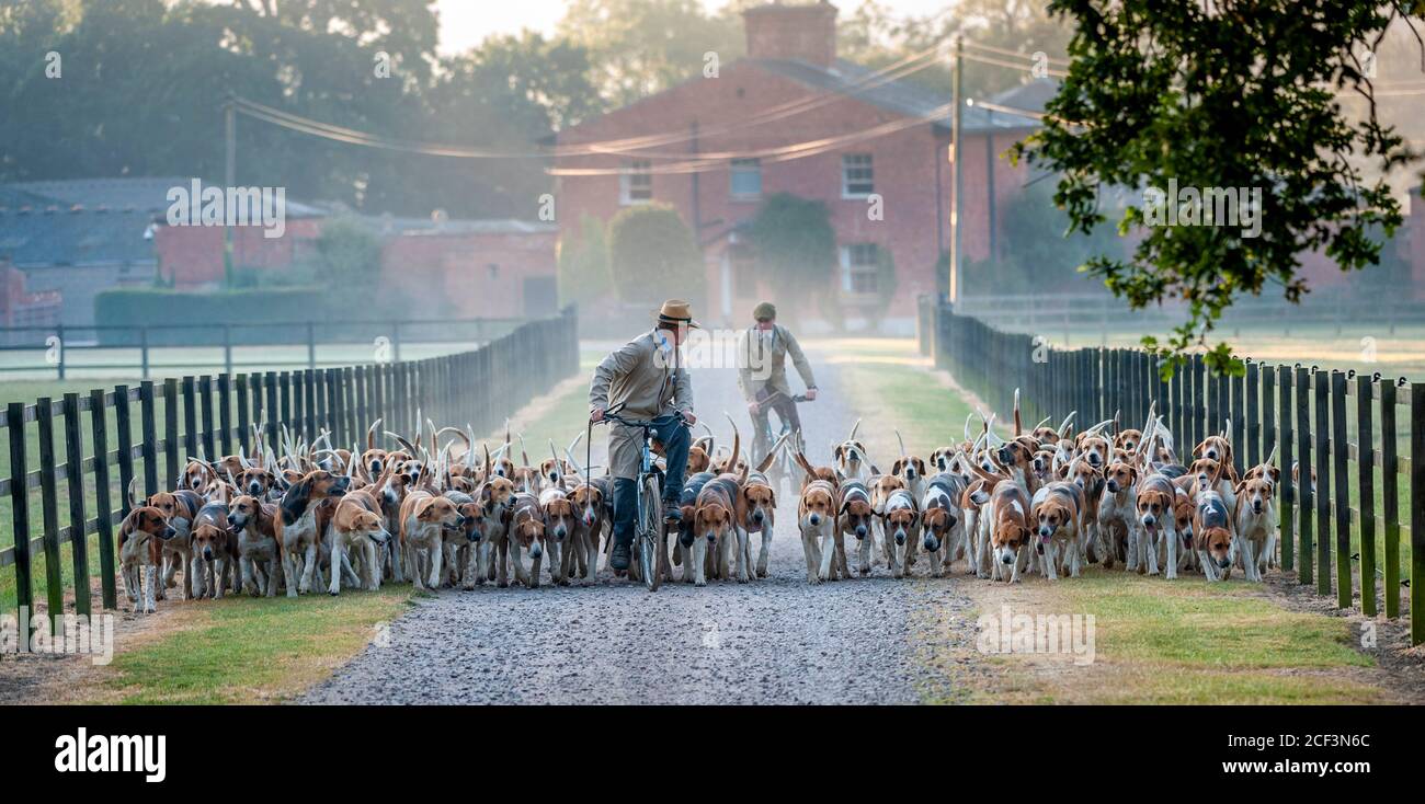 John Holliday, Huntsman con la caccia Belvoir, lasciando le canile per l'esercizio di primo mattino Foto Stock