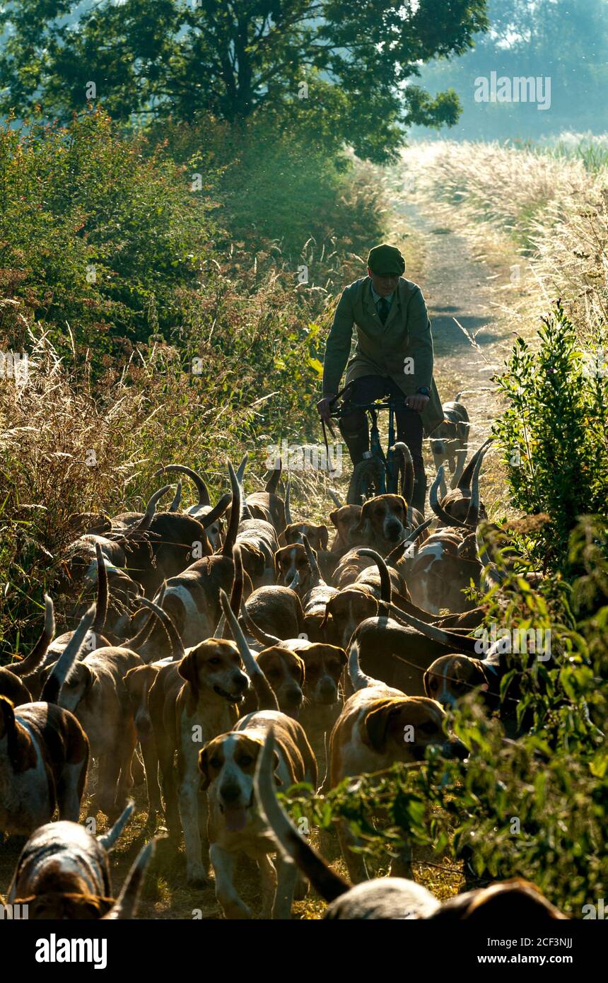 Vale of Belvoir - la caccia al Belvoir, fuori per l'esercizio del primo hound del mattino lungo il canale di Grantham Foto Stock