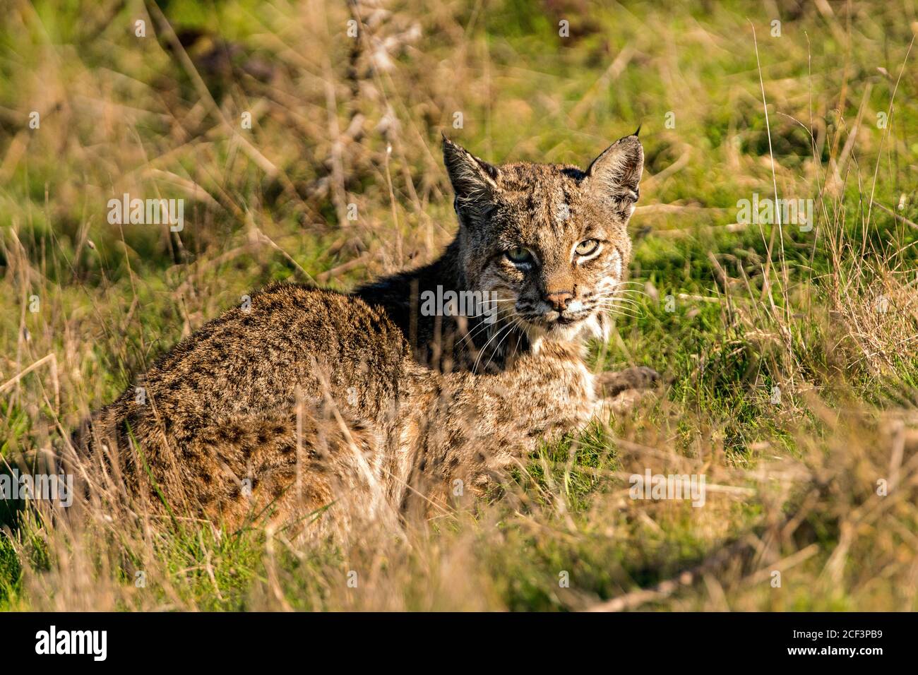 Bobcat in erba Foto Stock