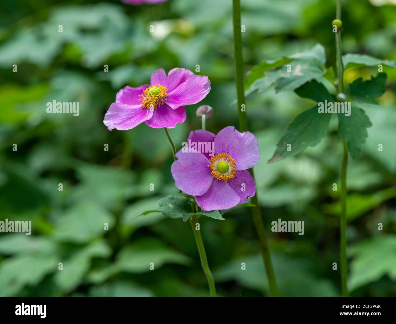 Due graziosi fiori di anemone rosa in un giardino estivo Foto Stock