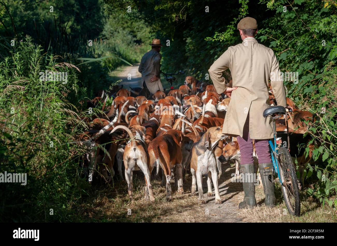 Vale of Belvoir - la caccia al Belvoir, fuori per l'esercizio del primo hound del mattino lungo il canale di Grantham Foto Stock