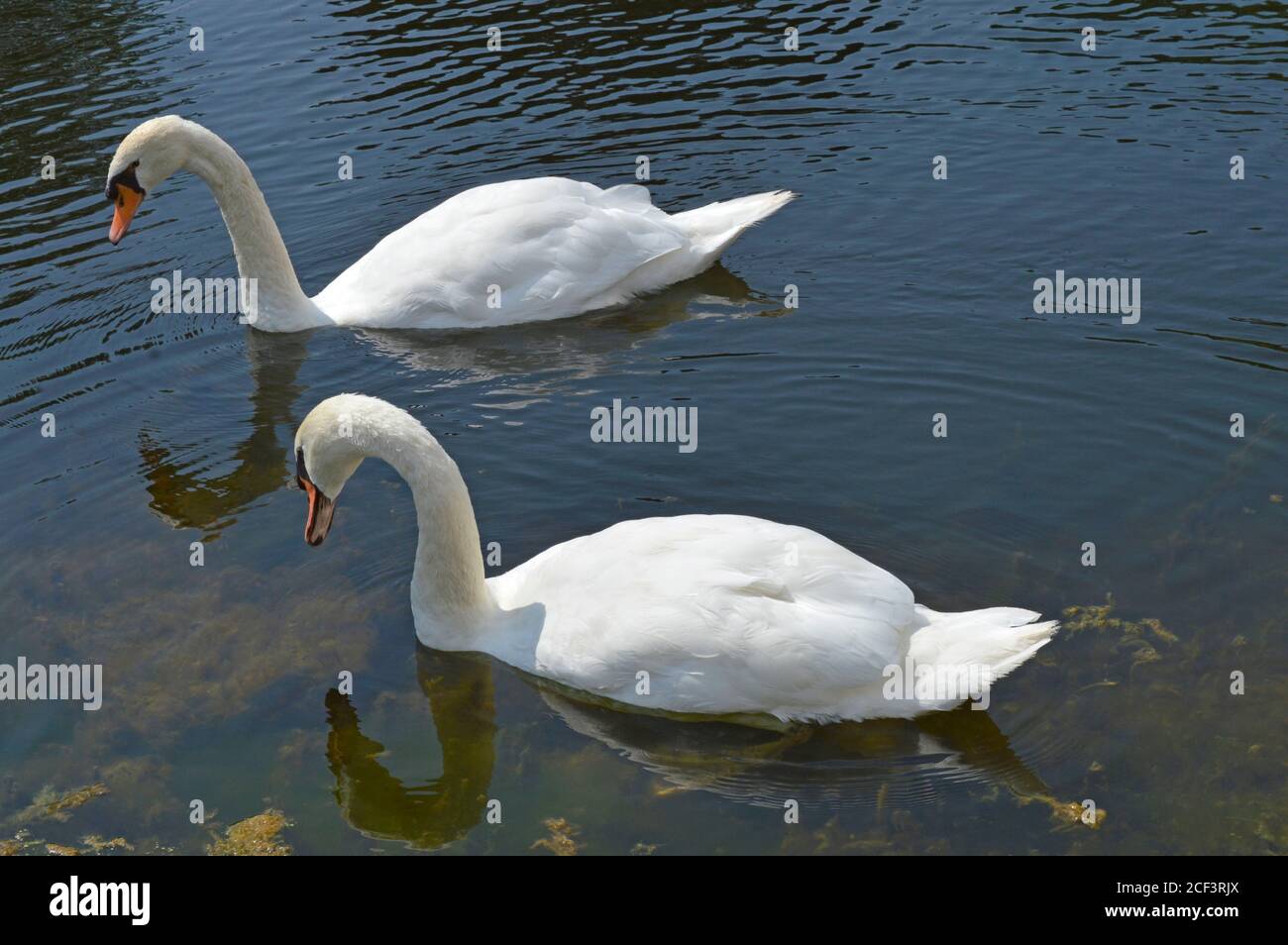 Due splendidi cigni bianchi maturi che nuotano nel fiume St. Lawrence Foto Stock