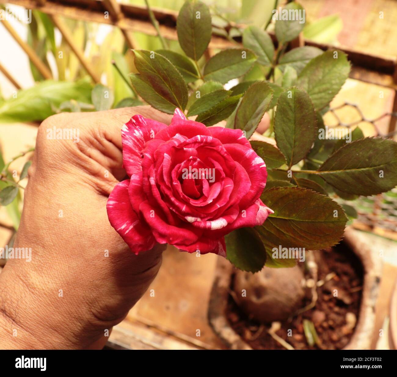 Bella rosa profumata che cresce in balcone giardino Foto Stock