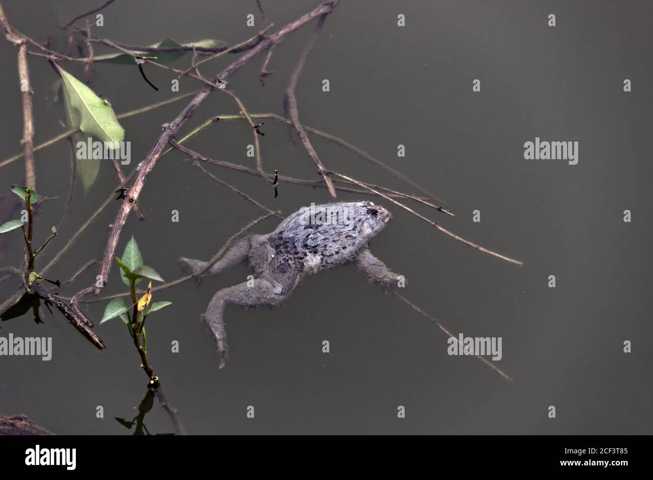 Rana di cricket indiana morta (Rana limnocaris) nello stagno circondato da rifiuti. Morte di organismi acquatici a causa dell'inquinamento idrico nel sud-est asiatico Foto Stock