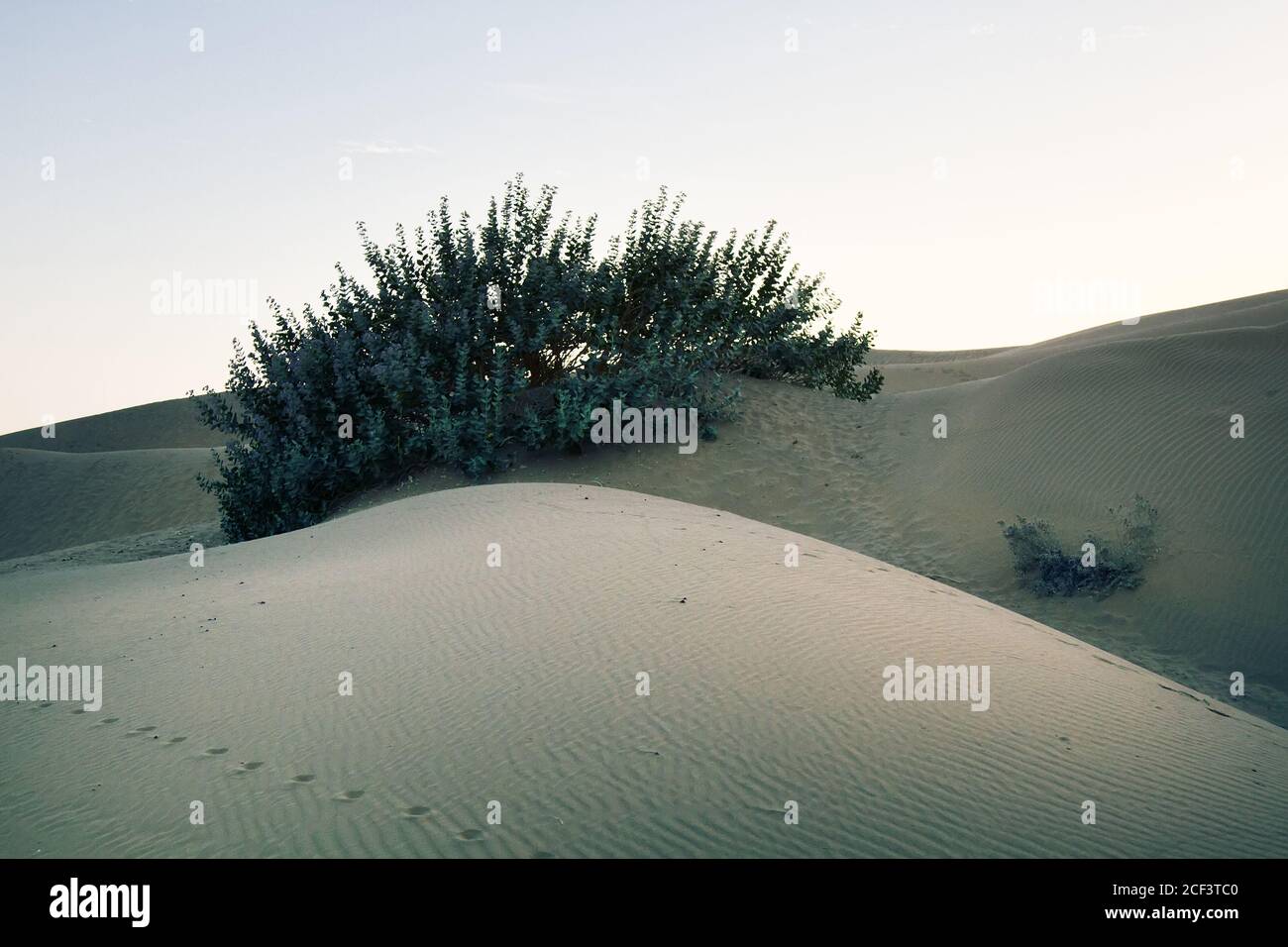 Mela di Sodoma (calotropo, Calotropis procera) nelle sabbie del Grande deserto Indiano (Thar) con frutti velenosi, xerofiti 20 metri radici giù i Foto Stock