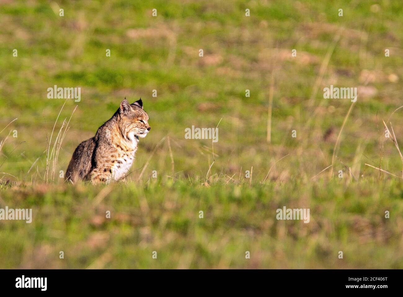 Bobcat seduto in erba Foto Stock