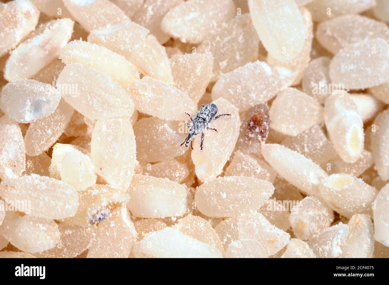 Gli insetti di weetvil mangiano grano di riso. Parassiti in cucina Foto  stock - Alamy