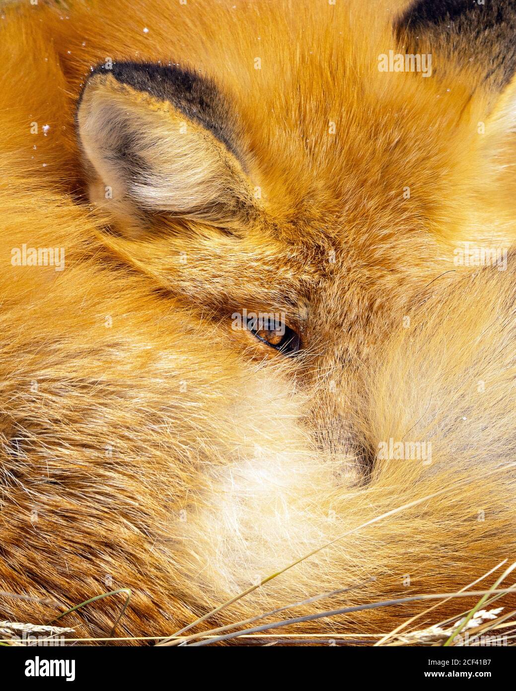 Red Fox si arricciò Foto Stock