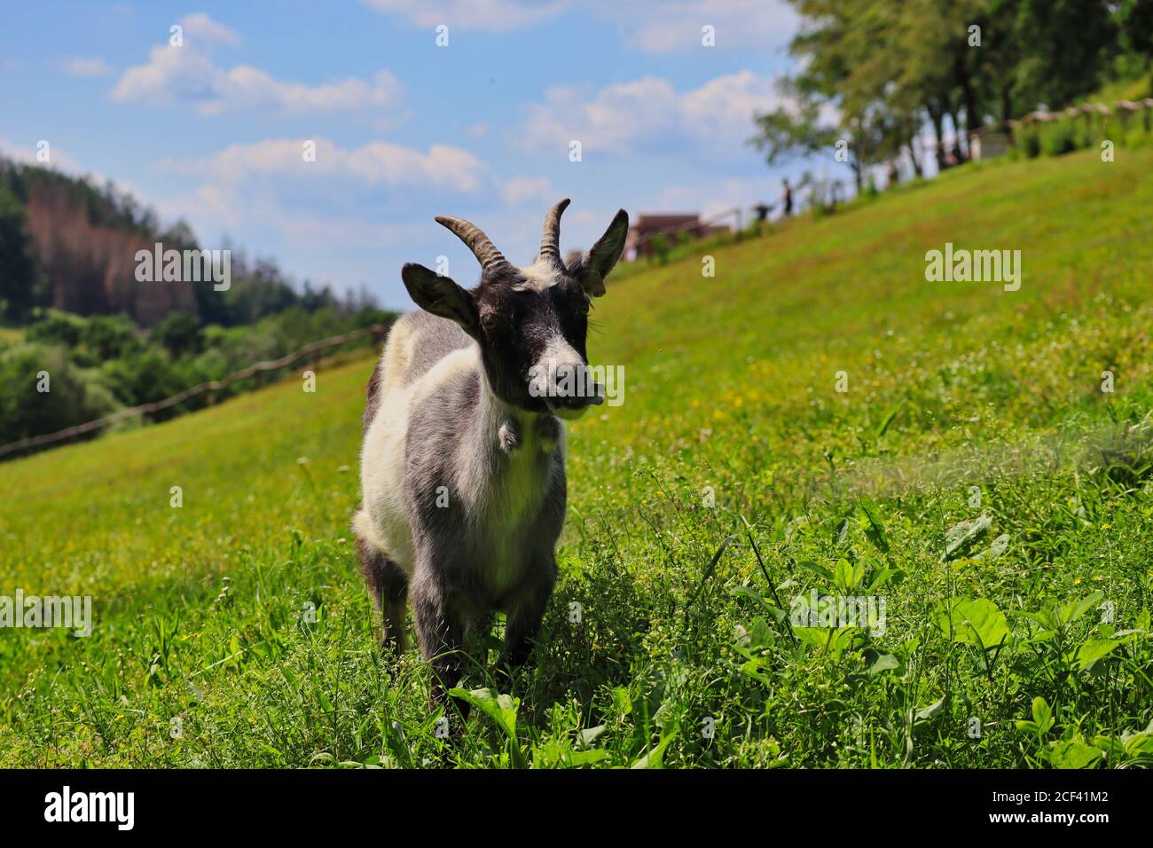 Piccolo pascolo domestico di capra su un prato durante il giorno di sole in Czech Farm Park. Foto Stock