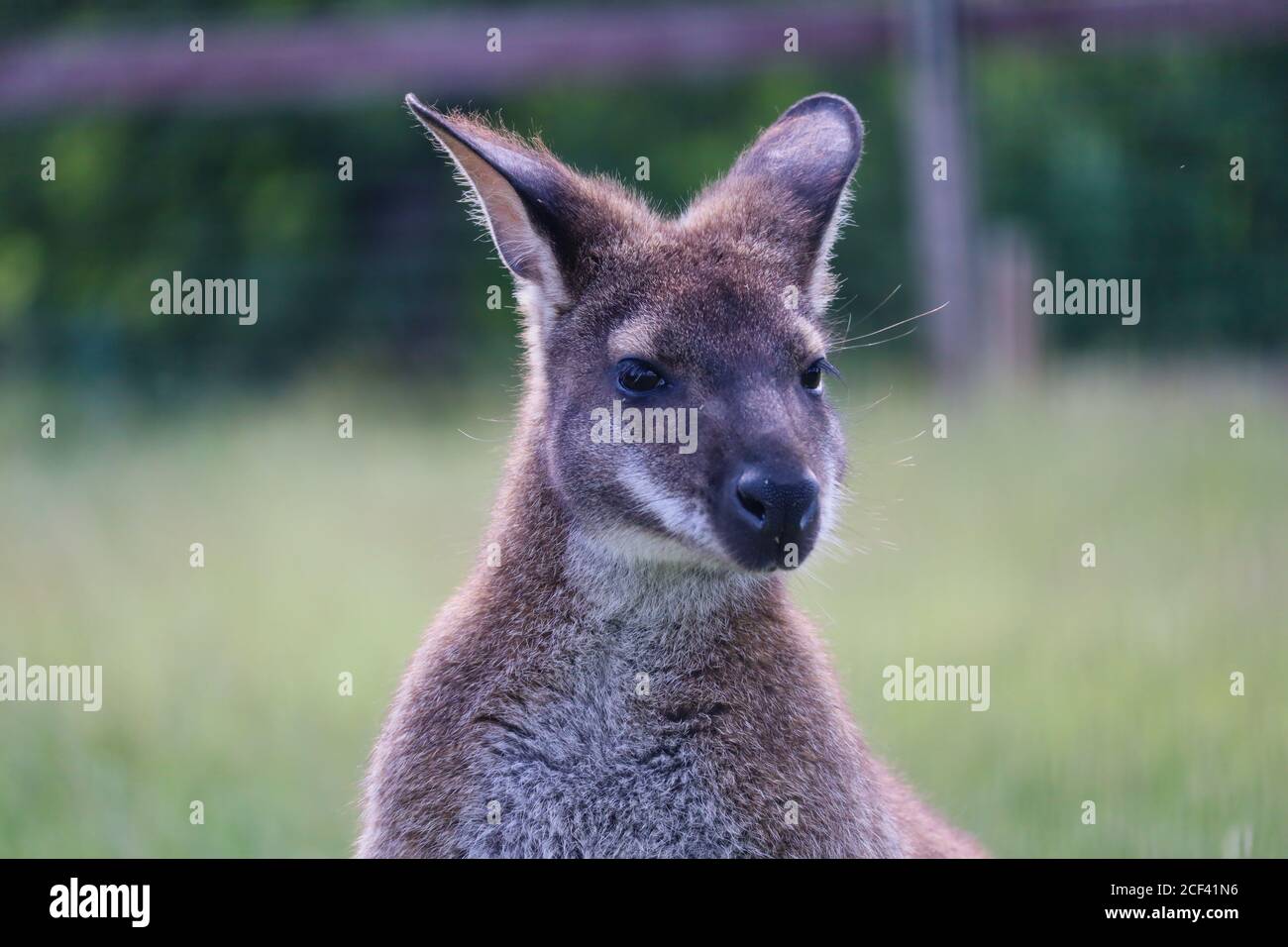 Primo piano del Wallaby a collo rosso o Wallaby di Bennett (Macropus Rufogriseus) nel Czech Farm Park. Capo Ritratto di cute Brown Tasmanian Wallaby. Foto Stock