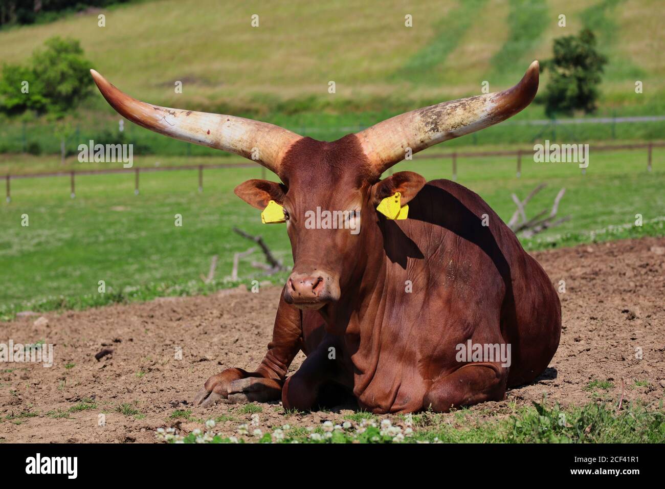 Ankole-Watusi sdraiato nel Czech Farm Park durante il giorno di sole. Closeup di razza americana di bestiame domestico che sono considerati anche come bestiame dei re Foto Stock