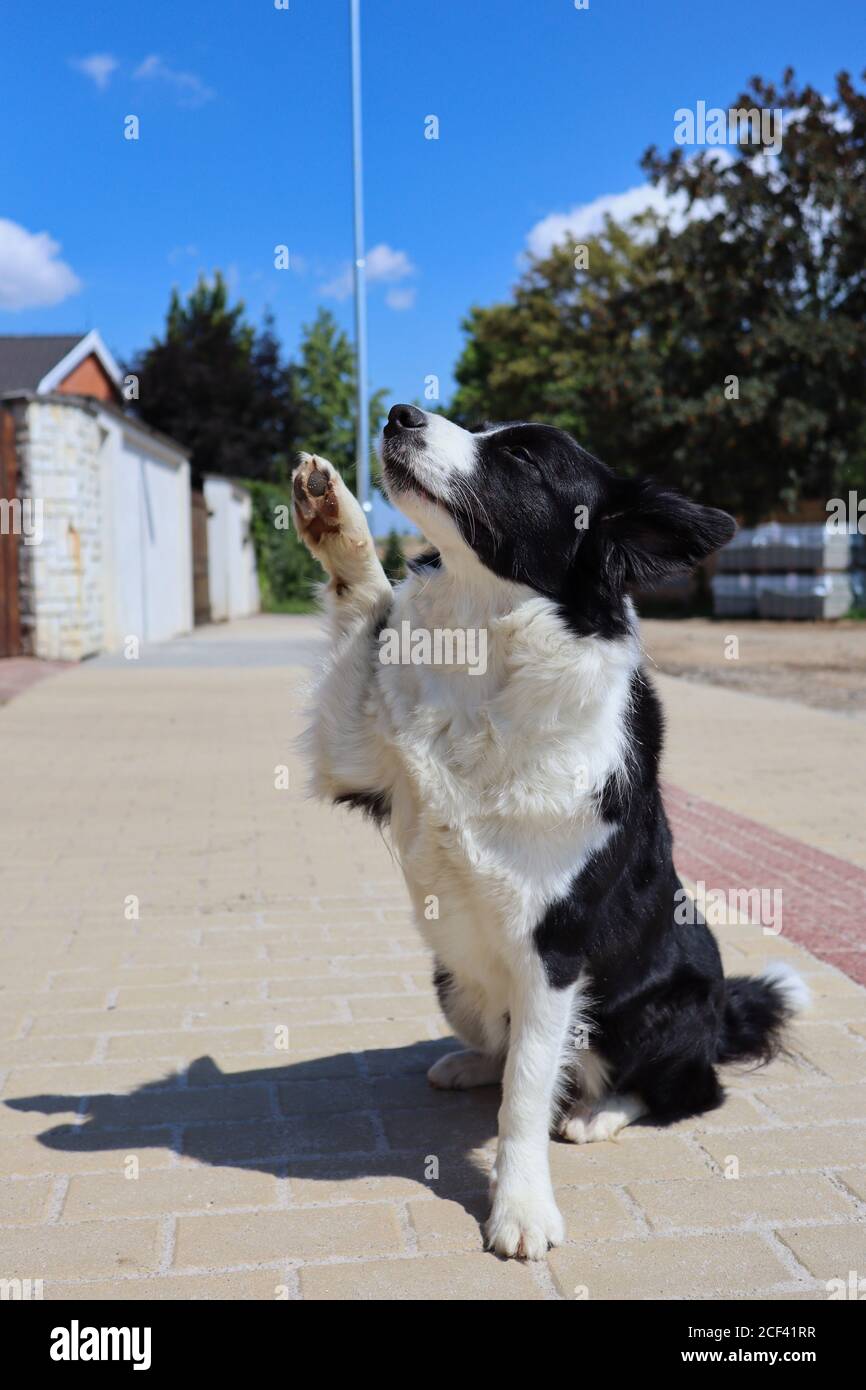 L'adorabile Border Collie si siede sul marciapiede e dà una Paw. Carino cane bianco e nero con la sua ombra di sole su strada. Foto Stock