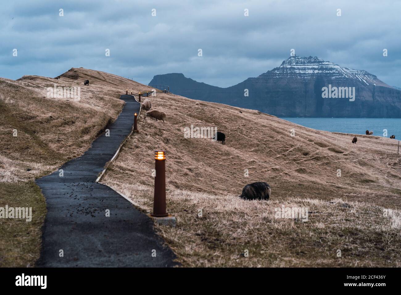 Mandria di pecore vaghe che pascolano su erba secca di collina Terreno vicino alla strada in un giorno nuvoloso sulle Isole Faroe Foto Stock