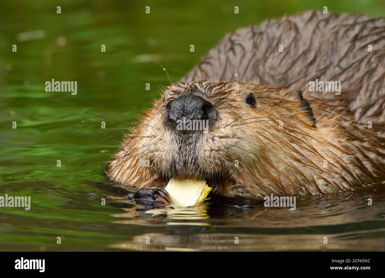 Un'immagine ravvicinata di un castoro selvatico 'Castor canadensis', che mangia un pezzo di corteccia nel suo laghetto di castori nella campagna Alberta Canada. Foto Stock