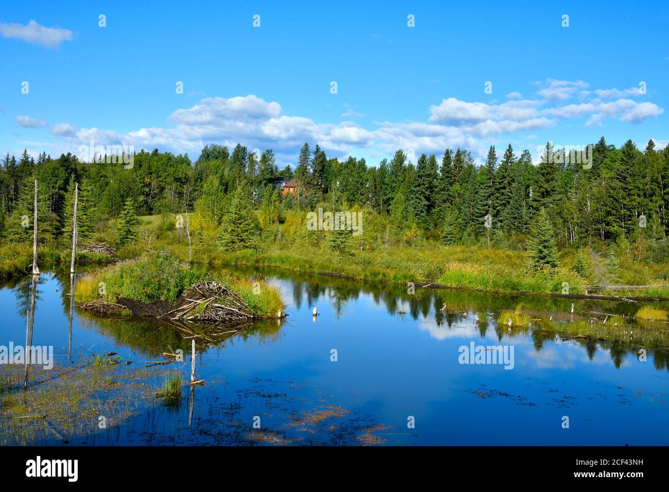Una vista generale di un laghetto attivo del caster vicino a Hinton Alberta Canada. Foto Stock