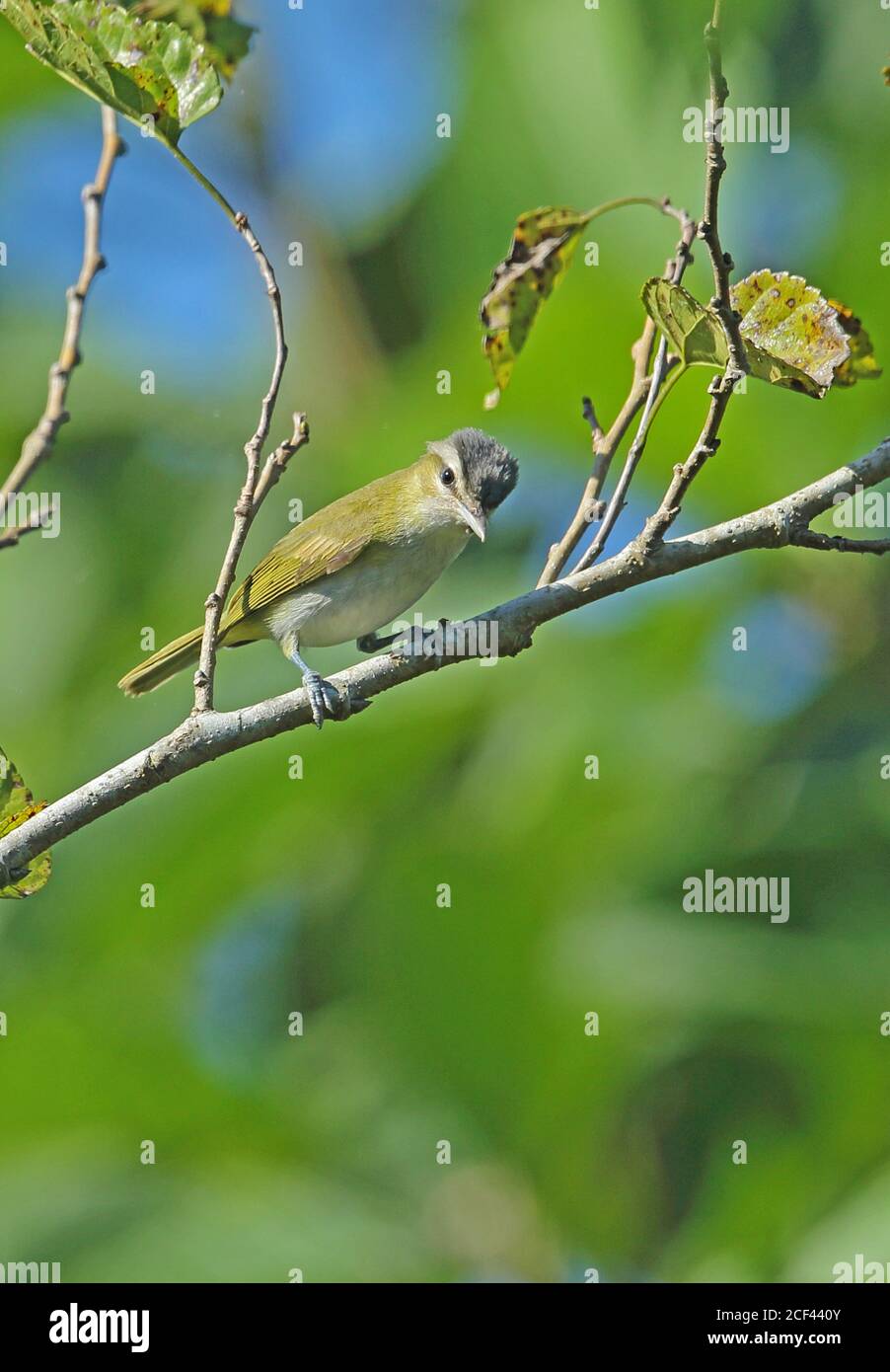 Chivi Vireo; (Vireo chivi agilis) adulto arroccato sul ramo REGUA, foresta pluviale atlantica, Brasile luglio Foto Stock