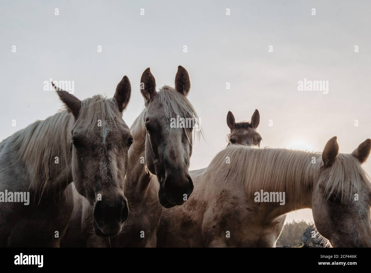 Cavalli divertenti sul prato Foto Stock