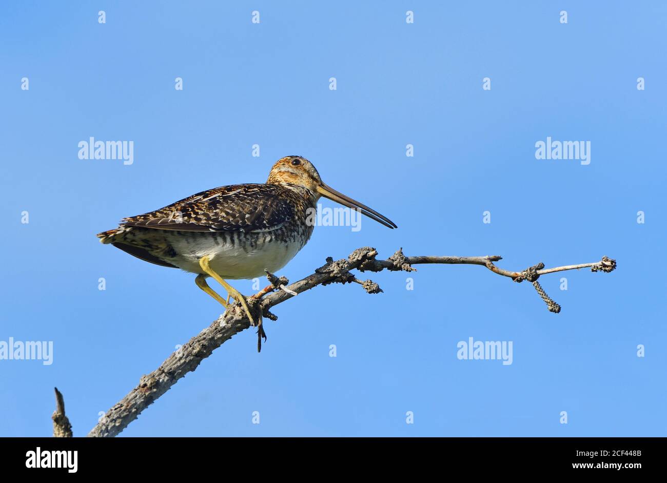 Un cecchino comune 'Gallinago gallinago', arroccato in una posizione insolita in alcuni rami di alberi morti nella campagna Alberta Canada Foto Stock