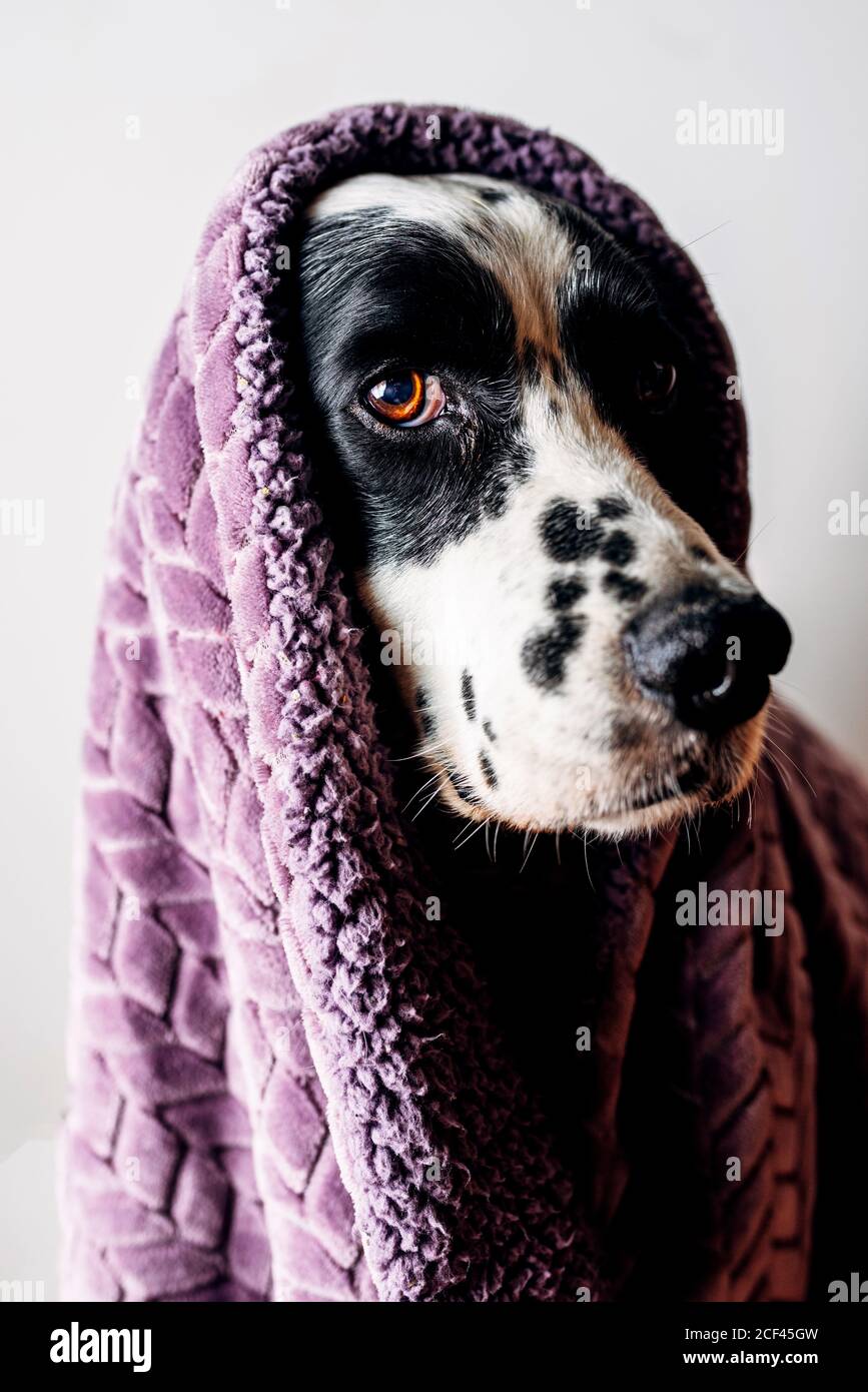 Adorabile Setter inglese avvolto in morbida coperta viola contro il bianco sfondo Foto Stock