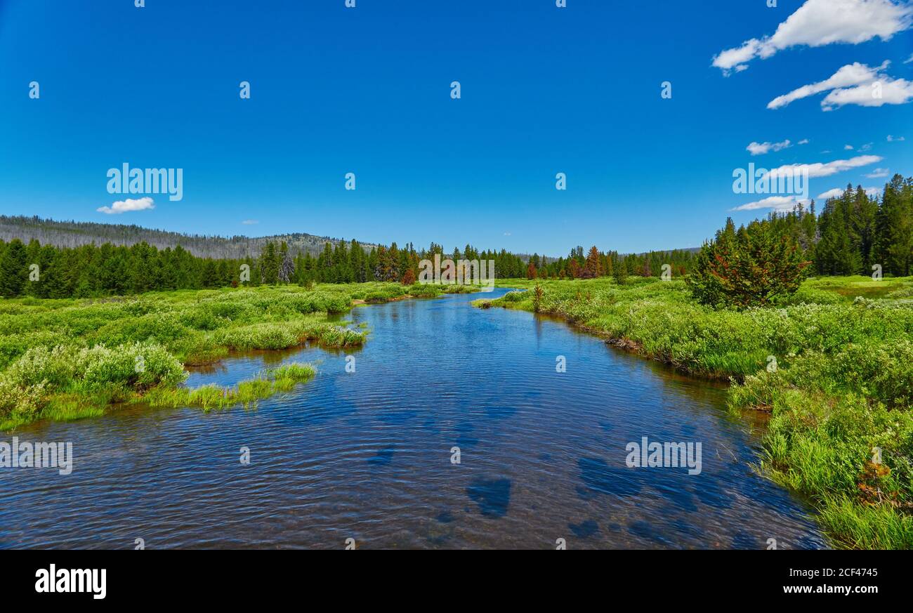 Johnson Creek scorre attraverso un prato alpino nella Sawtooth National Forest. Foto Stock