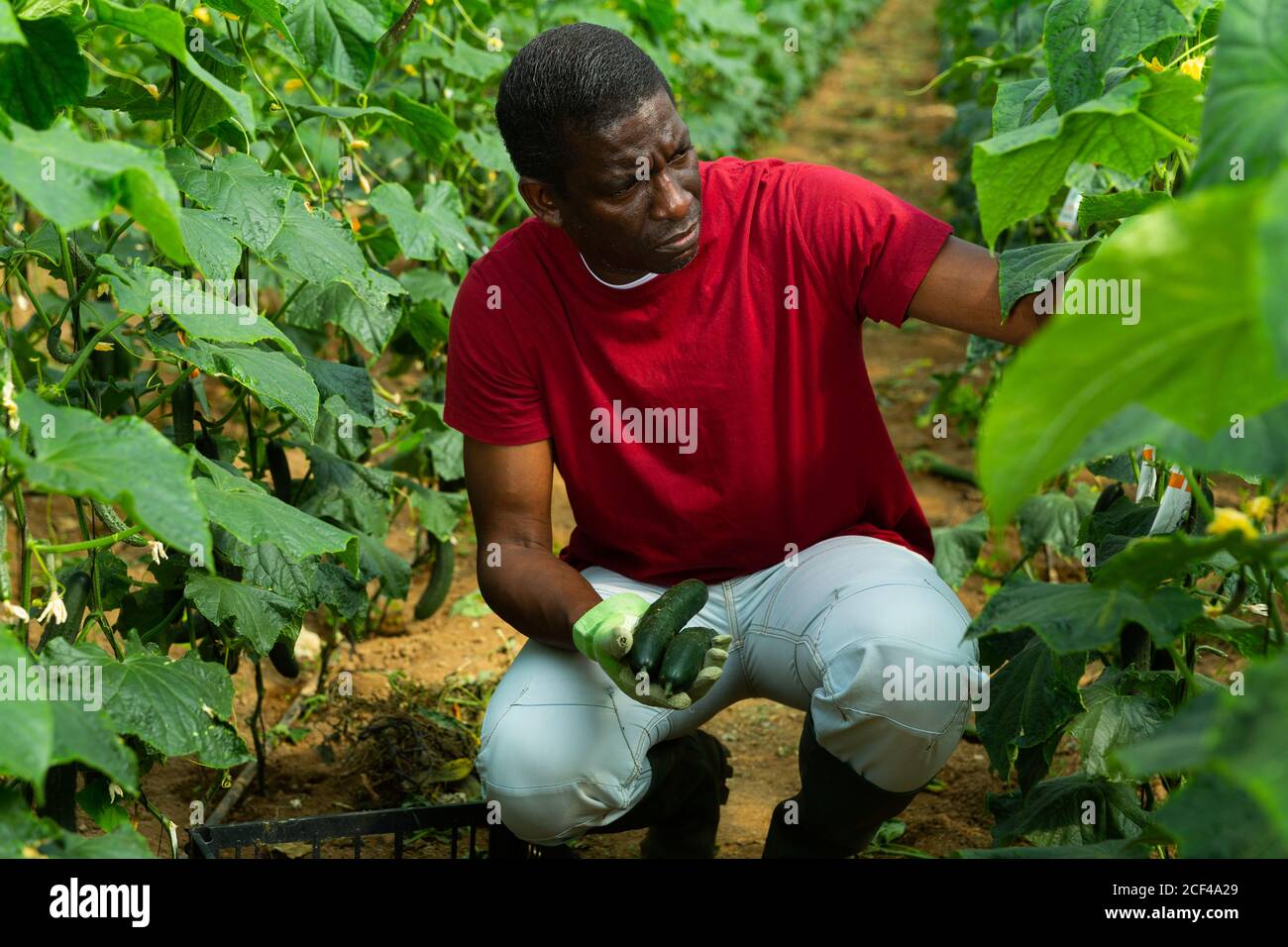 Operaio afroamericano che raccoglie cetrioli in serra Foto Stock