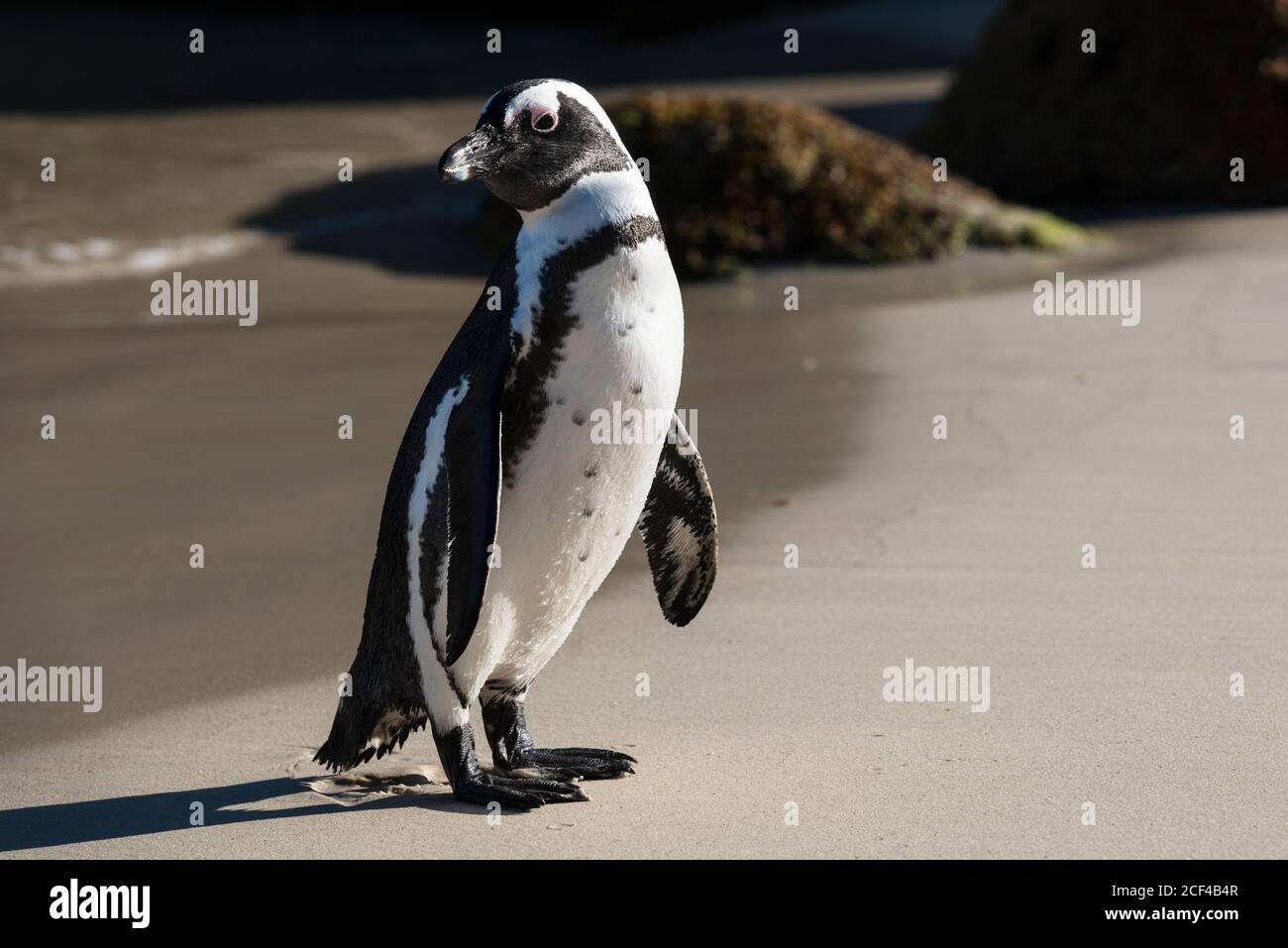 Pinguini africani (alias Jackass Penguins, e Sfeniscus demersus) su Boulders Beach, una baia riparata tra Simon's Town e Cape Point. Foto Stock