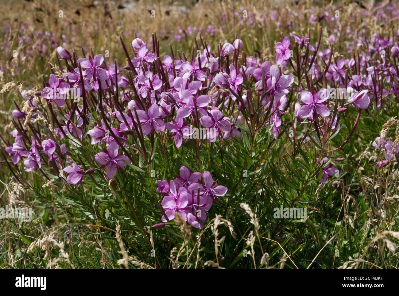 Fiori rosa di salice alpino, Chamaenerion fleischeri Foto Stock