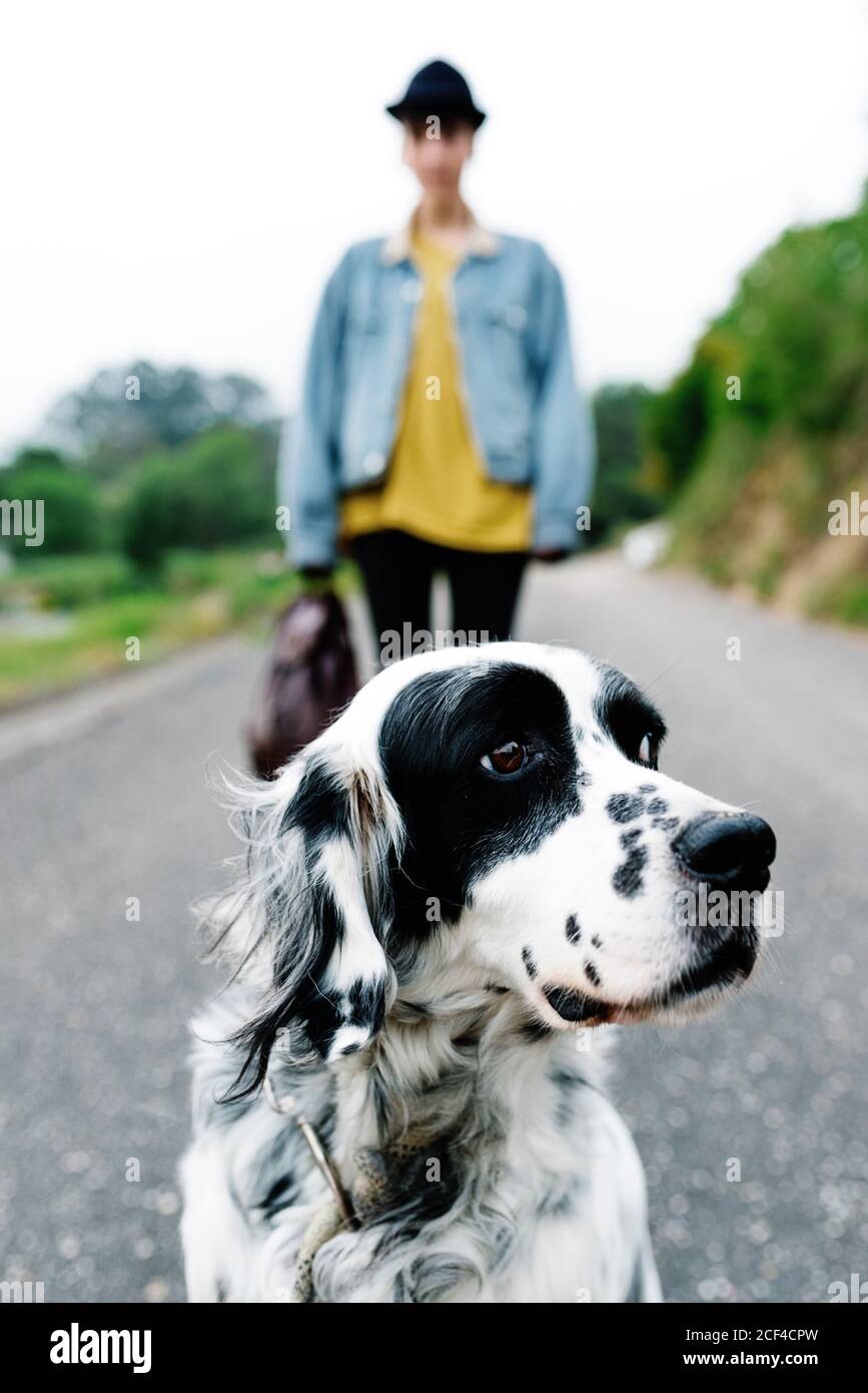 Inglese Setter cane con macchie nere in piedi su terra mentre godetevi una passeggiata con il proprietario nel parco Foto Stock