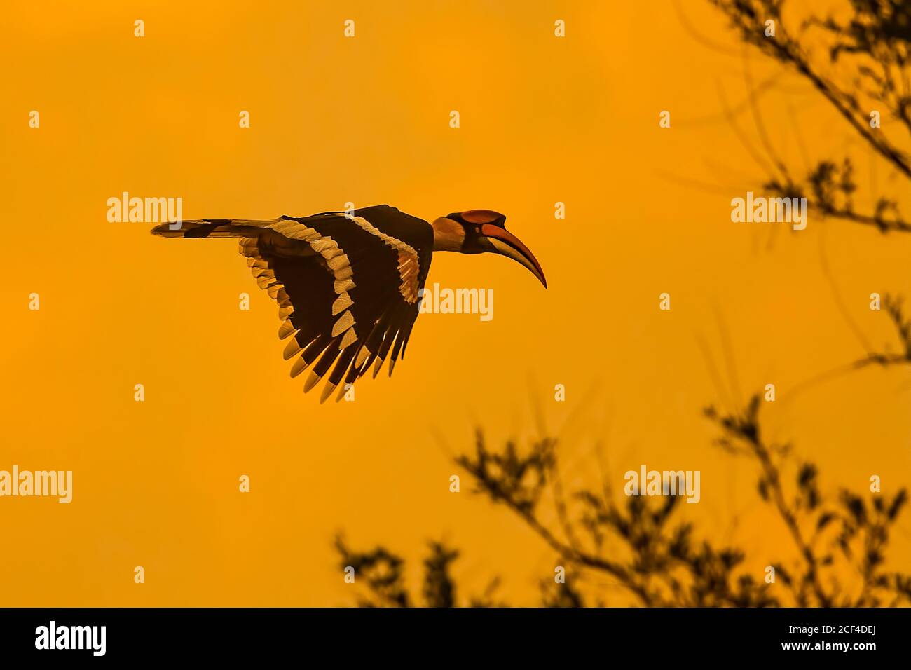 Grande Hornbill indiano nel suo habitat Foto Stock