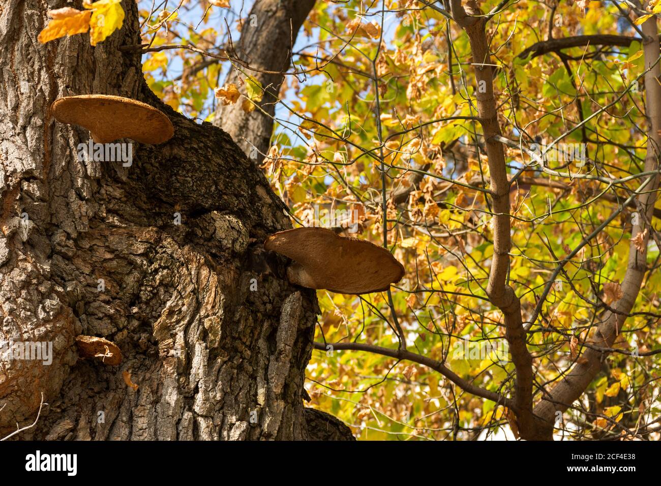 Funghi di tintura scaly sul tronco di un albero. Sfondo autunno con funghi nella foresta. Vista dei funghi parassiti dal basso. Brillante Sunny autunno f Foto Stock