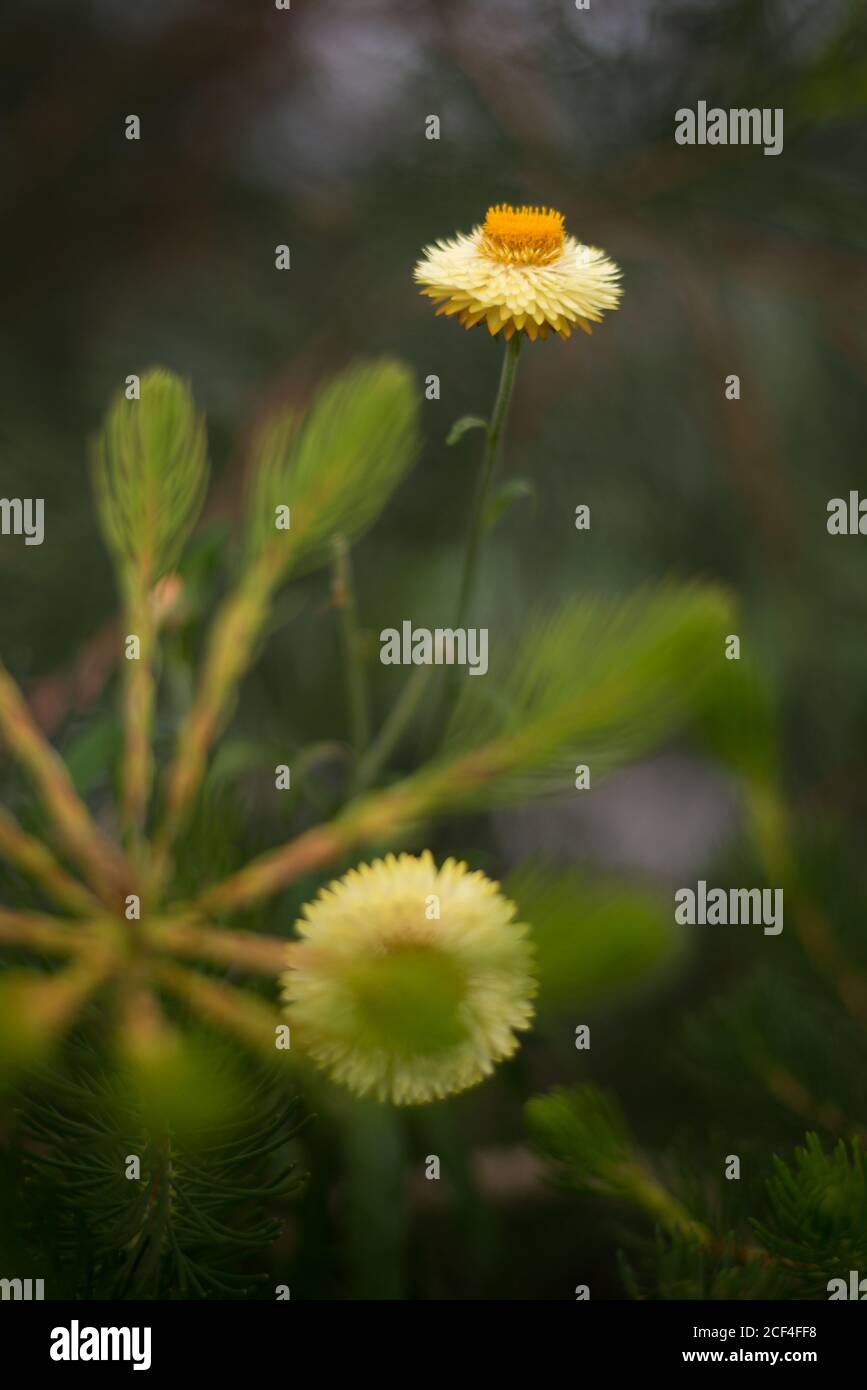 Australian Wild Strawflower Helichrysum Bracteatum Xerochrysum Yellow Golden Everlasting Flower Orange Royal Botanical Gardens at Kew, Richmond London Foto Stock