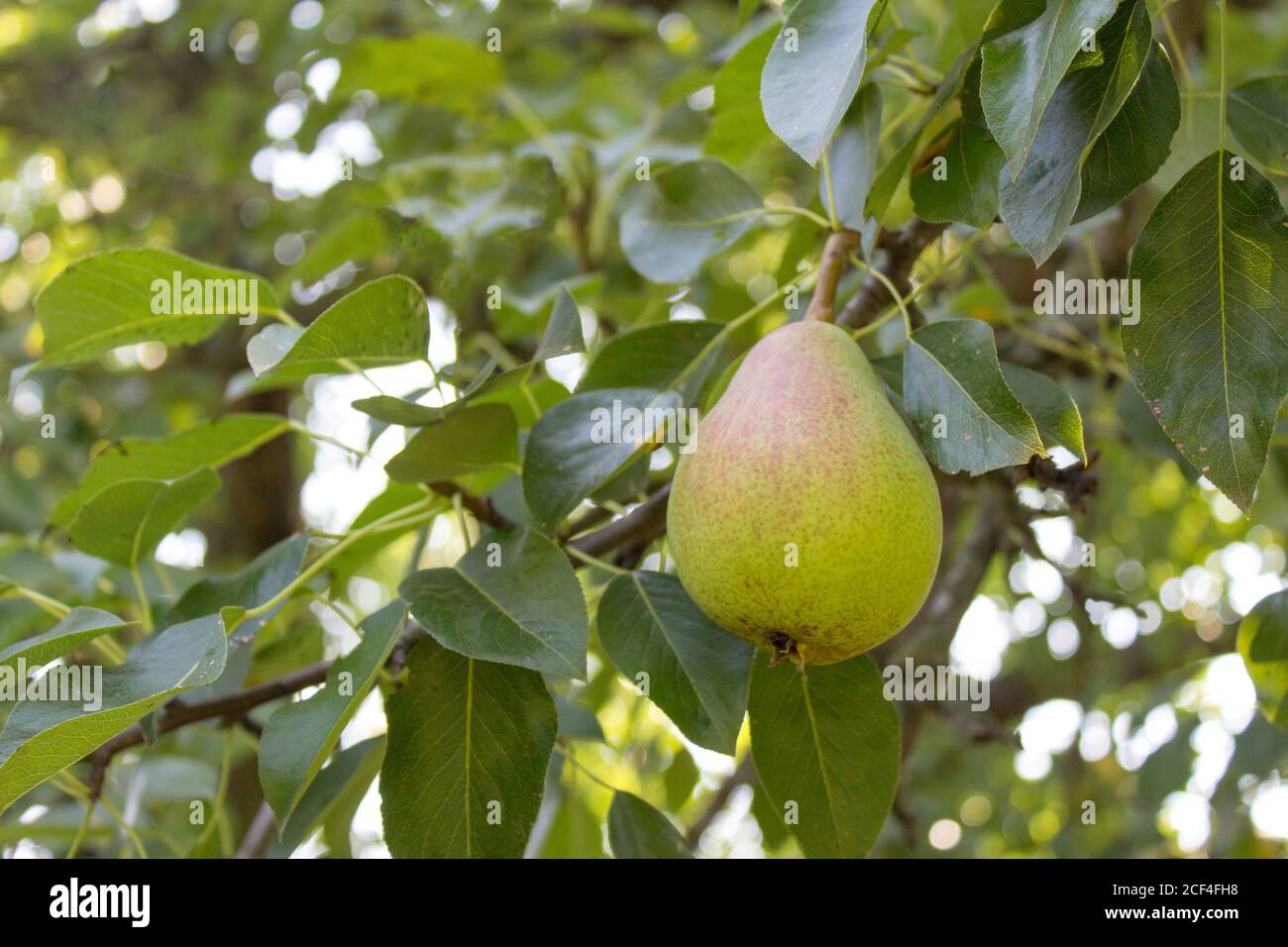 Pera matura sull'albero, frutteto biologico Foto Stock