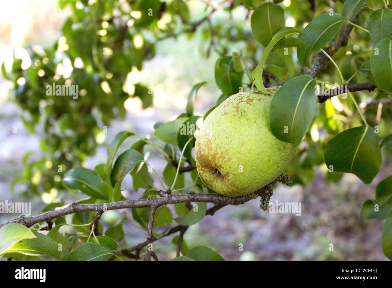 Brutto pera sull'albero, frutteto organico. Foto Stock