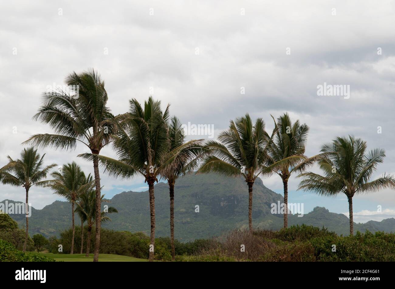 Palme e vulcano inattivo Hawaii paesaggio Foto Stock