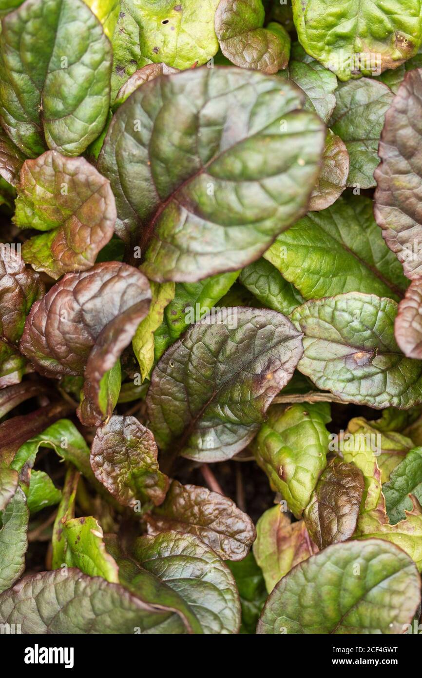 Ajuga reptans "Brunheez", primo piano ritratto di piante Foto Stock