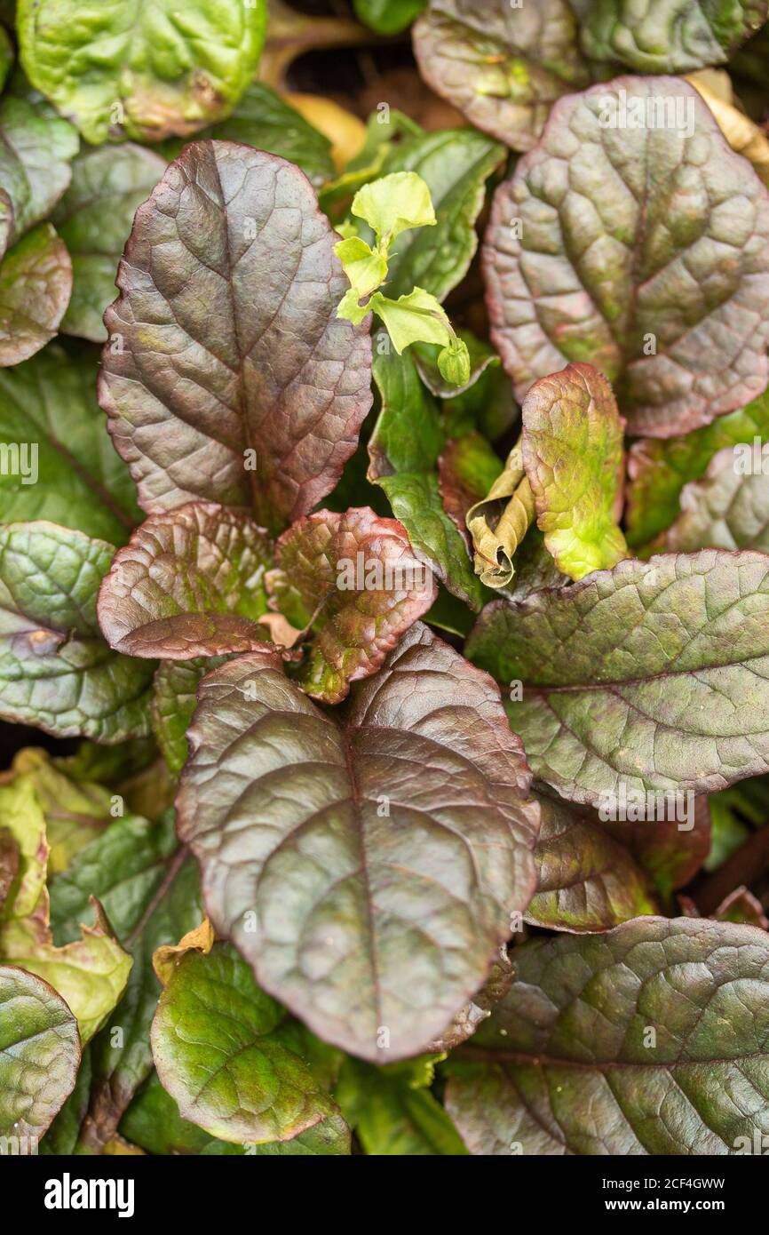 Ajuga reptans "Brunheez", primo piano ritratto di piante Foto Stock