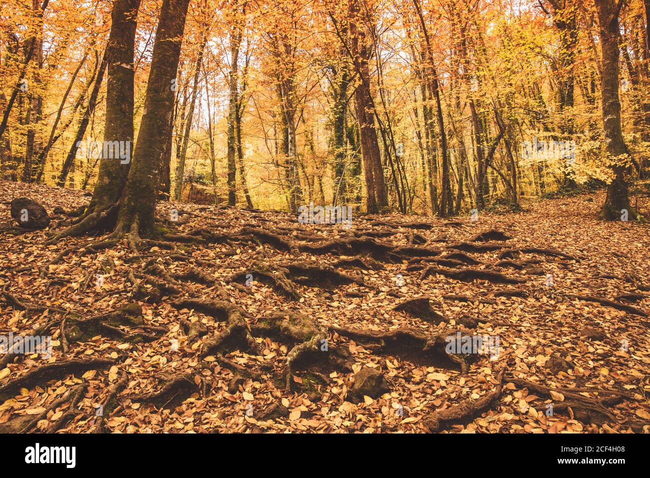 Da sotto, uno splendido scenario di alberi dorati e foglie ricoperti terra e radici nella soleggiata giornata autunnale Foto Stock