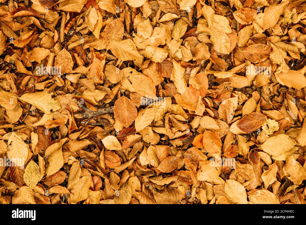 Dall'alto caduto asciutto fogliame colorato che copre il terreno in autunno giorno di sole Foto Stock