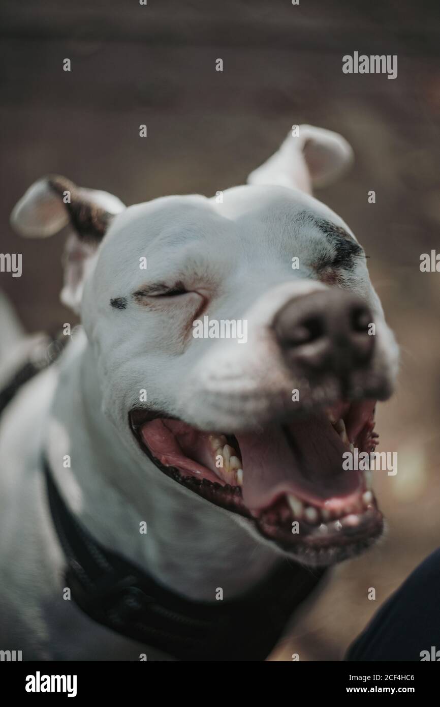 Closeup di allegro terrier Staffordshire con bocca aperta e chiuso occhi che camminano in strada Foto Stock