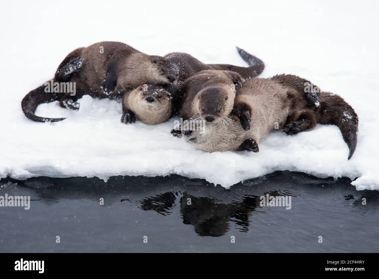 Lontra fiume serpente nella neve Foto Stock