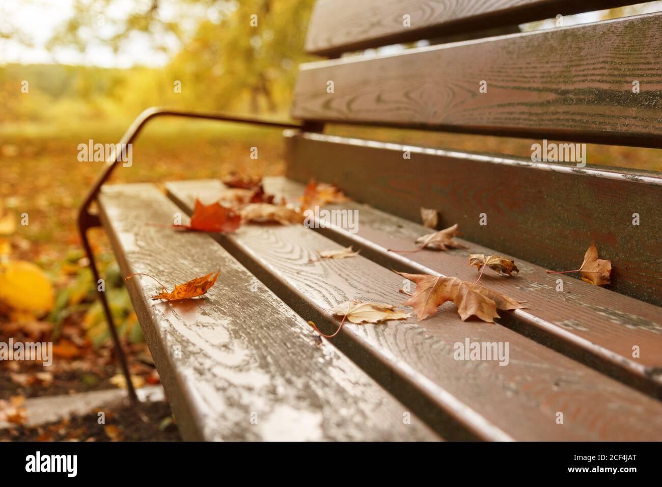 foglie di autunno gialle su una panchina di legno Foto Stock