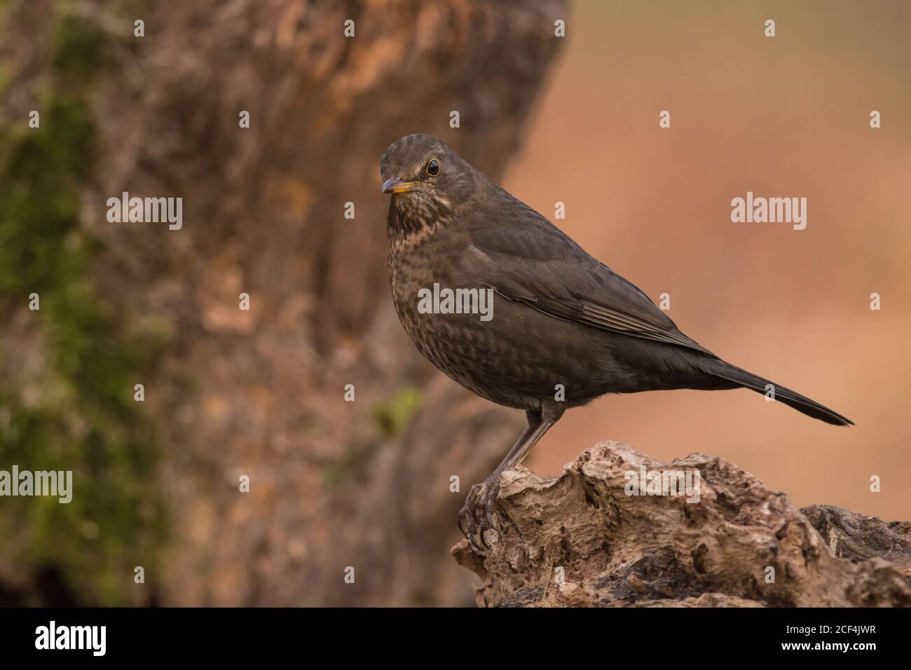 Blackbird Turdus merula arroccato e guardando da un lato Foto Stock