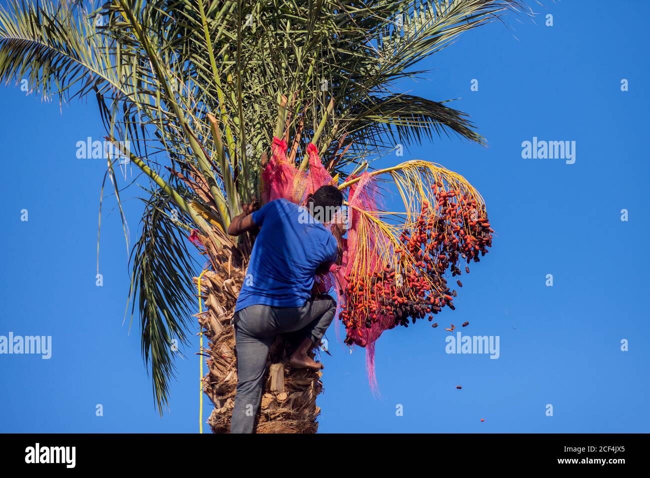 Uomo che arrampica su palma che raccoglie le date. Cibo fresco Foto Stock