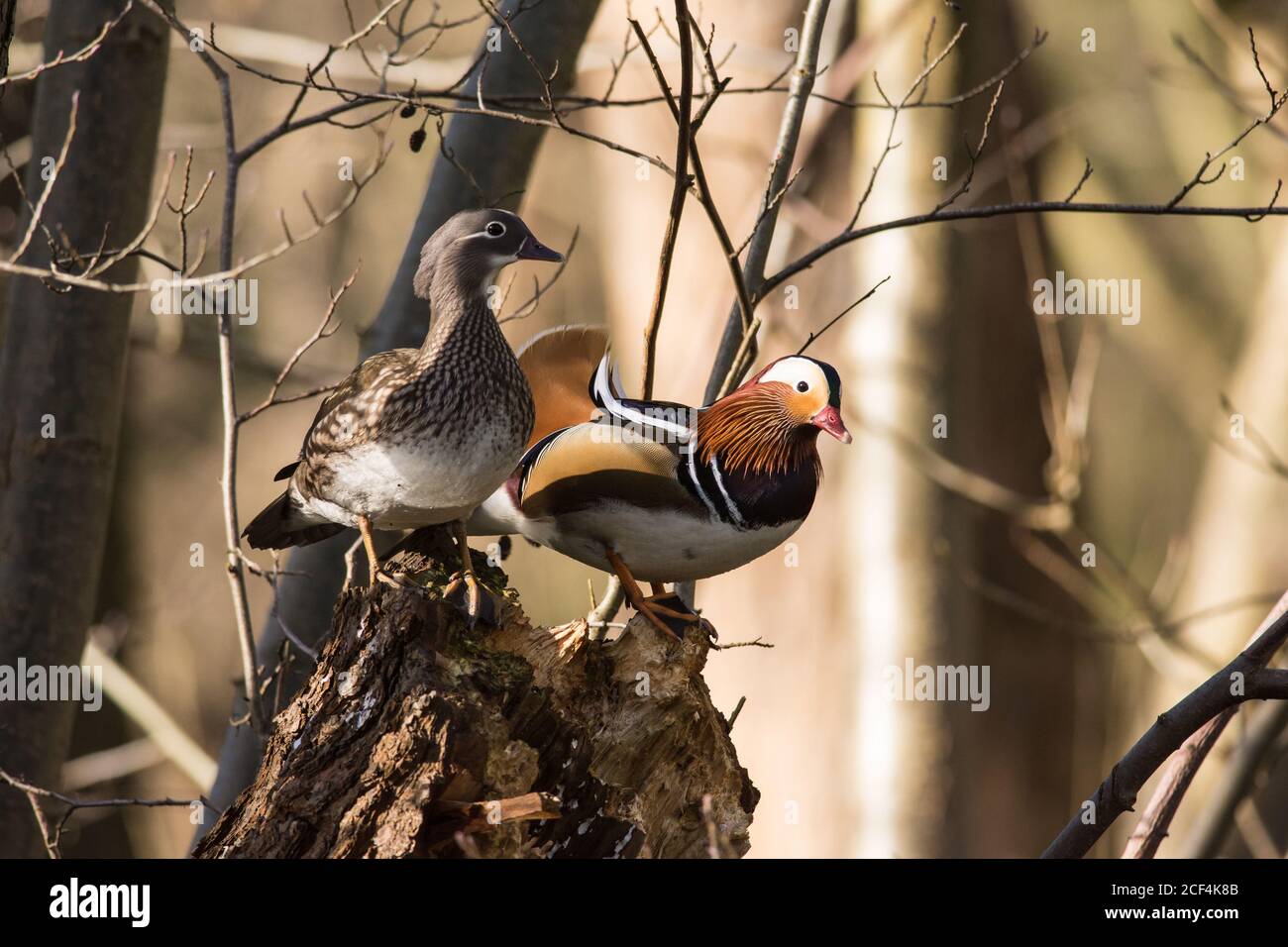 Mandarino Ducks Aix galericulata maschio e femmina arroccato in un albero Foto Stock